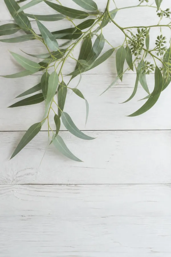 Eucalypt digital wedding invitation template, botanical and gum leaf